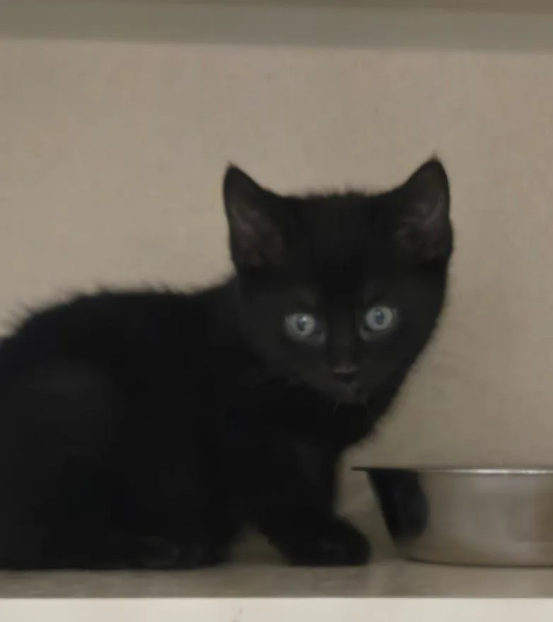 A baby medium-sized female Black Domestic Short Hair cat named Paisley for adoption in New Rochelle, NY