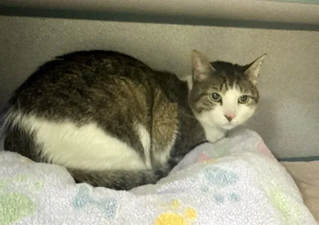 An adult medium-sized female Domestic Short Hair cat named Lily for adoption in Agoura, CA