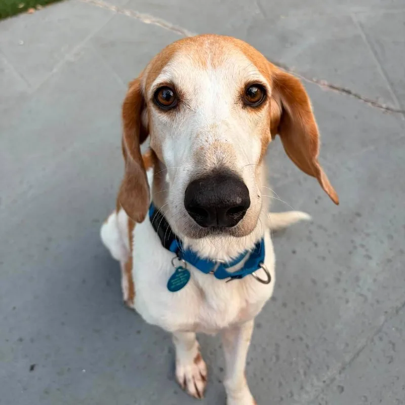 A senior medium-sized male White / Cream American Foxhound dog named Doug E Fresh for adoption in Seminole, FL