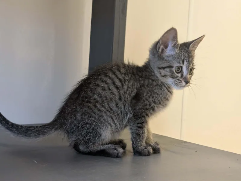 A young small-sized male Domestic Short Hair cat named Slider for adoption in Waupun, WI