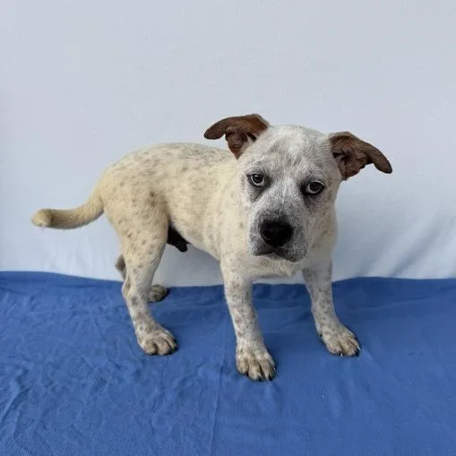 A baby small-sized male White / Cream Australian Cattle Dog / Blue Heeler dog named Lil Bowwow for adoption in Carencro, LA