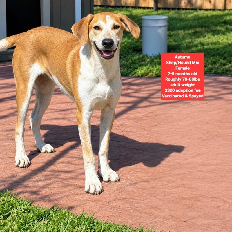 A young large-sized female Shepherd dog named Autumn for adoption in Oviedo, FL