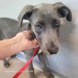 A young medium-sized female Hound dog named Chica for adoption in Commerce, TX