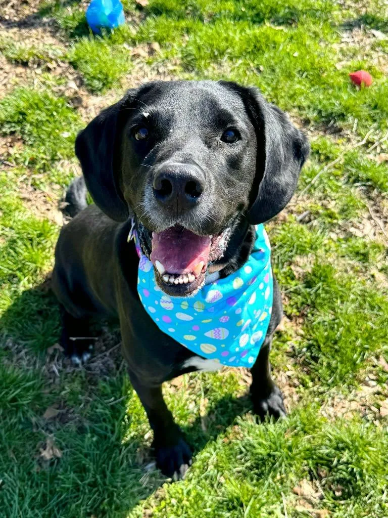 Huckleberry thumbnail 2