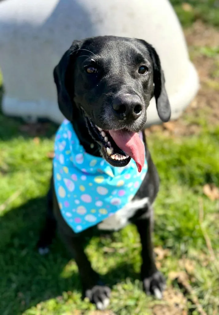 Huckleberry thumbnail 3