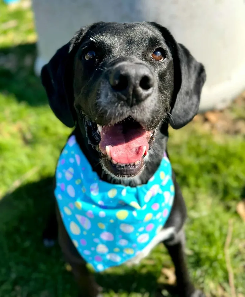 Huckleberry thumbnail 4