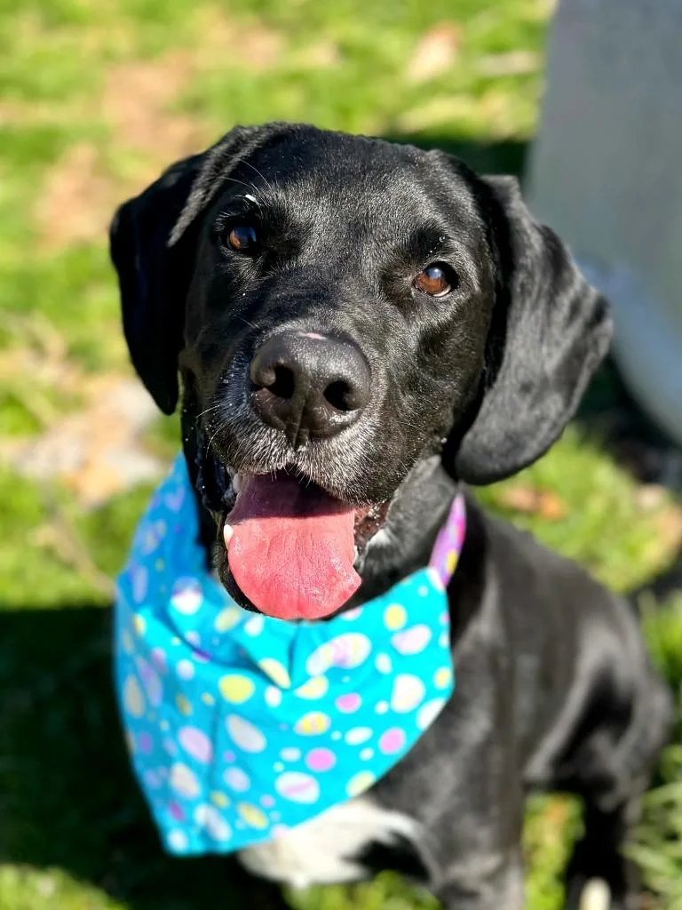 Huckleberry thumbnail 5