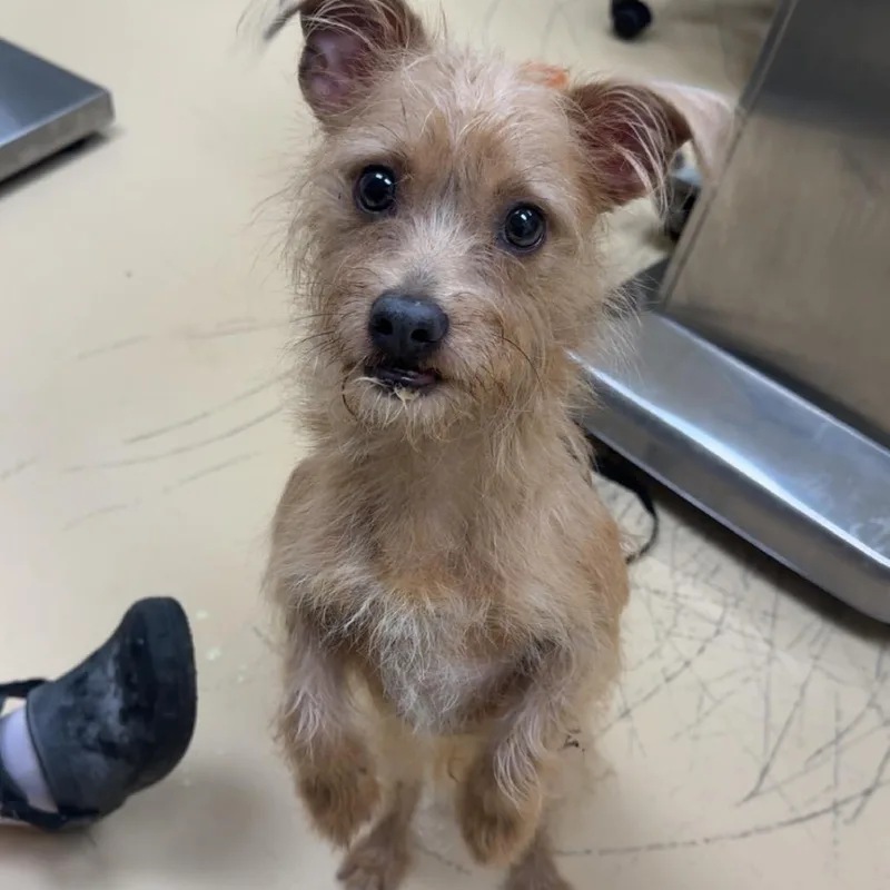 A young small-sized male Yellow / Tan / Blond / Fawn Mixed Breed dog named Tito for adoption in Winston-Salem, NC