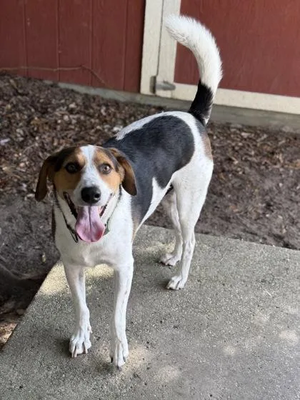 An adult medium-sized male Hound dog named Jerry for adoption in North Myrtle Beach, SC