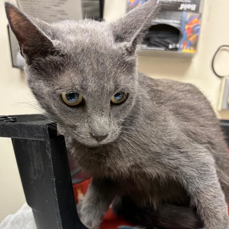 A young medium-sized female Gray / Blue / Silver Domestic Short Hair cat named Carrol for adoption in Lakeland, FL