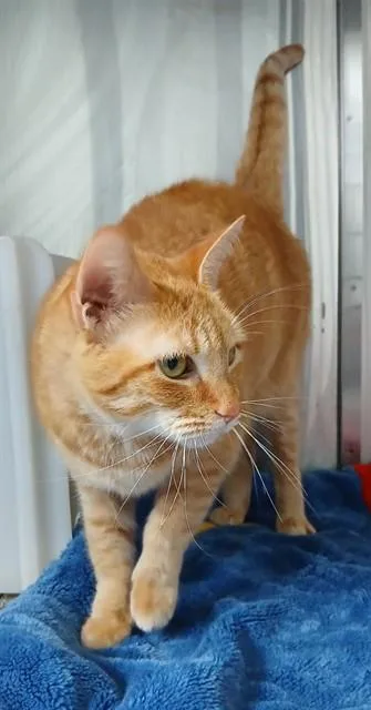An adult medium-sized male Domestic Short Hair cat named Orange Cat for adoption in Corpus Christi, TX