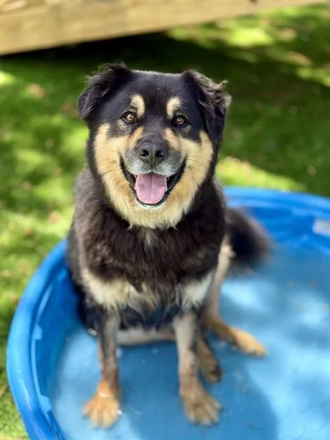 An adult medium-sized male Mixed Breed dog named Soba for adoption in Fort Walton Beach, FL