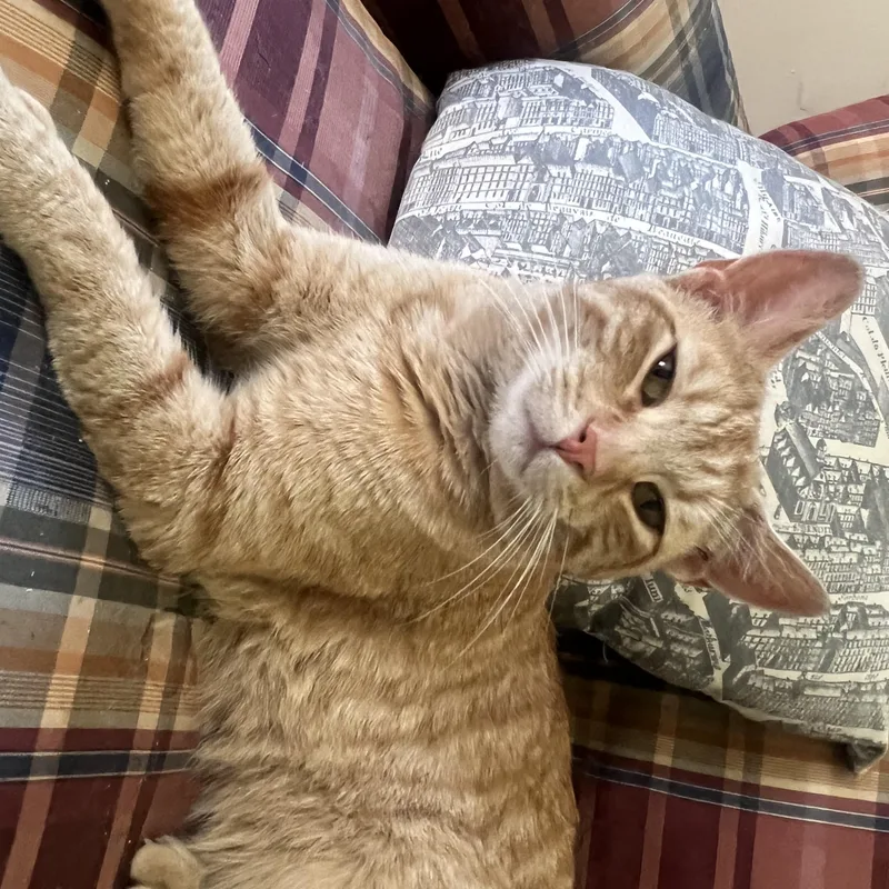 A young medium-sized male Domestic Short Hair cat named Cheddar Red  Best for adoption in New York, NY