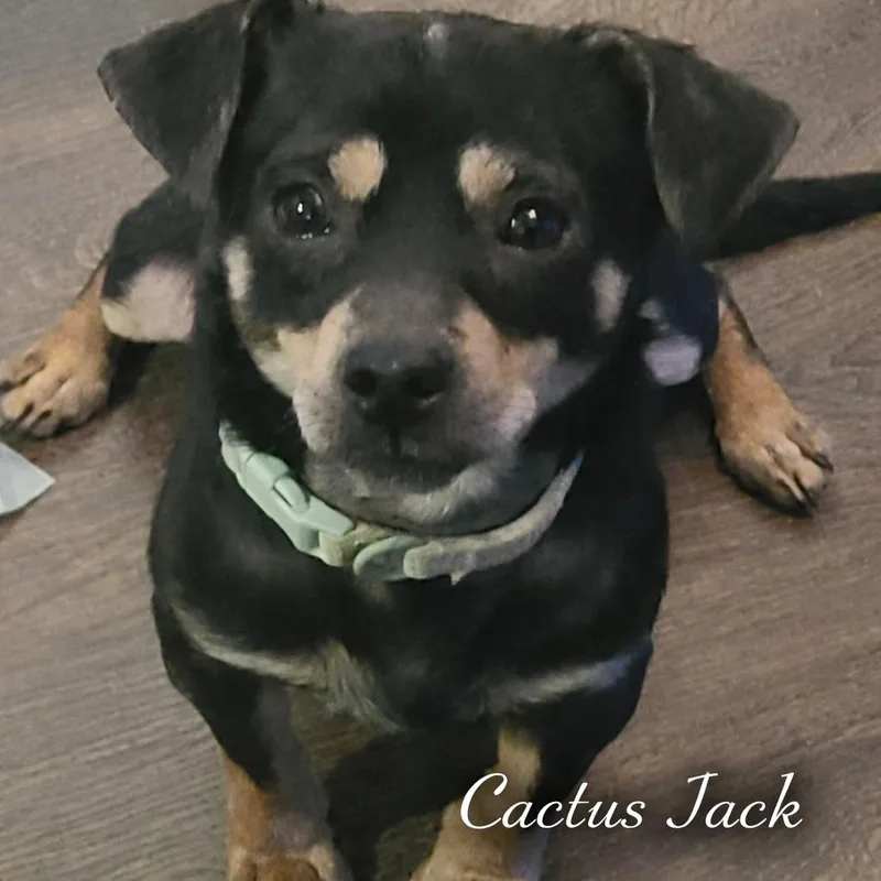 Cactus Jack thumbnail 2