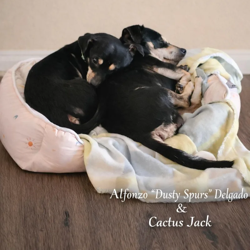 Cactus Jack thumbnail 3