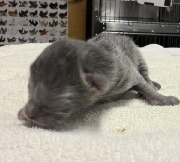 A baby small-sized male Domestic Short Hair cat named Paris for adoption in Escondido, CA