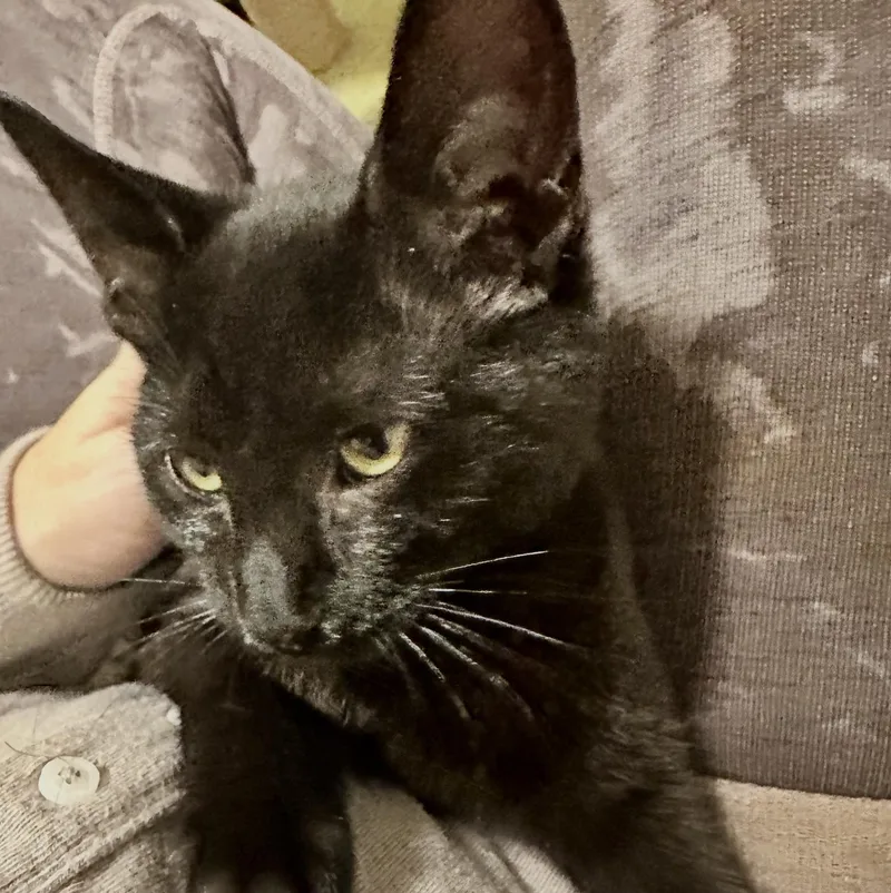 A baby medium-sized female Black Domestic Short Hair cat named Merry for adoption in Sonora, CA