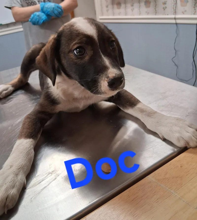 A baby small-sized male Australian Shepherd dog named Doc for adoption in Lynchburg, TN