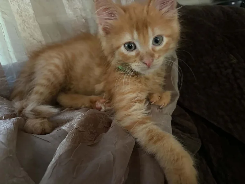 A baby small-sized male Tabby (Orange / Red) Domestic Medium Hair cat named Grape for adoption in Lincoln Park, MI