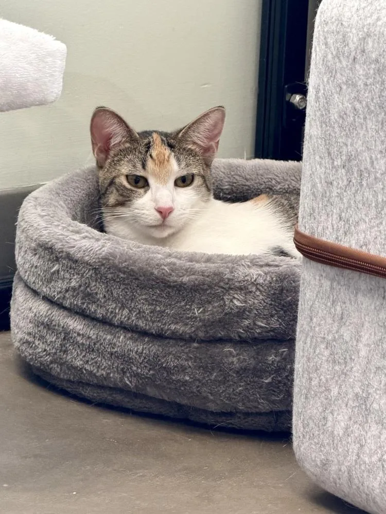 A baby small-sized female Domestic Short Hair cat named Lydiamust go with a for adoption in Cary, NC