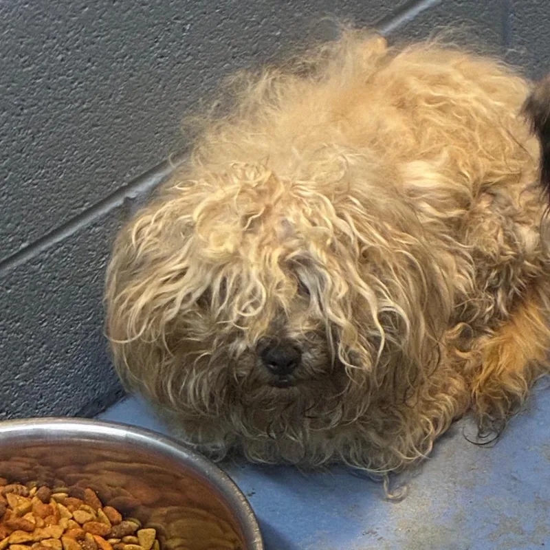 An adult small-sized male Yellow / Tan / Blond / Fawn Mixed Breed dog named Ollie for adoption in Gadsden, AL