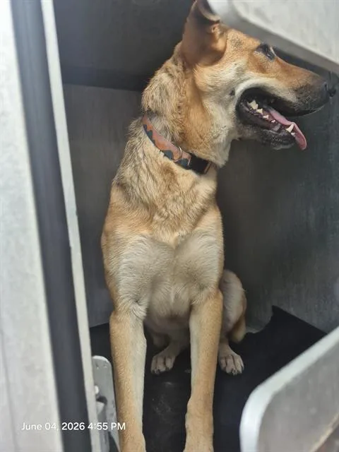 A young medium-sized female German Shepherd Dog dog named Lexi for adoption in San Antonio, TX