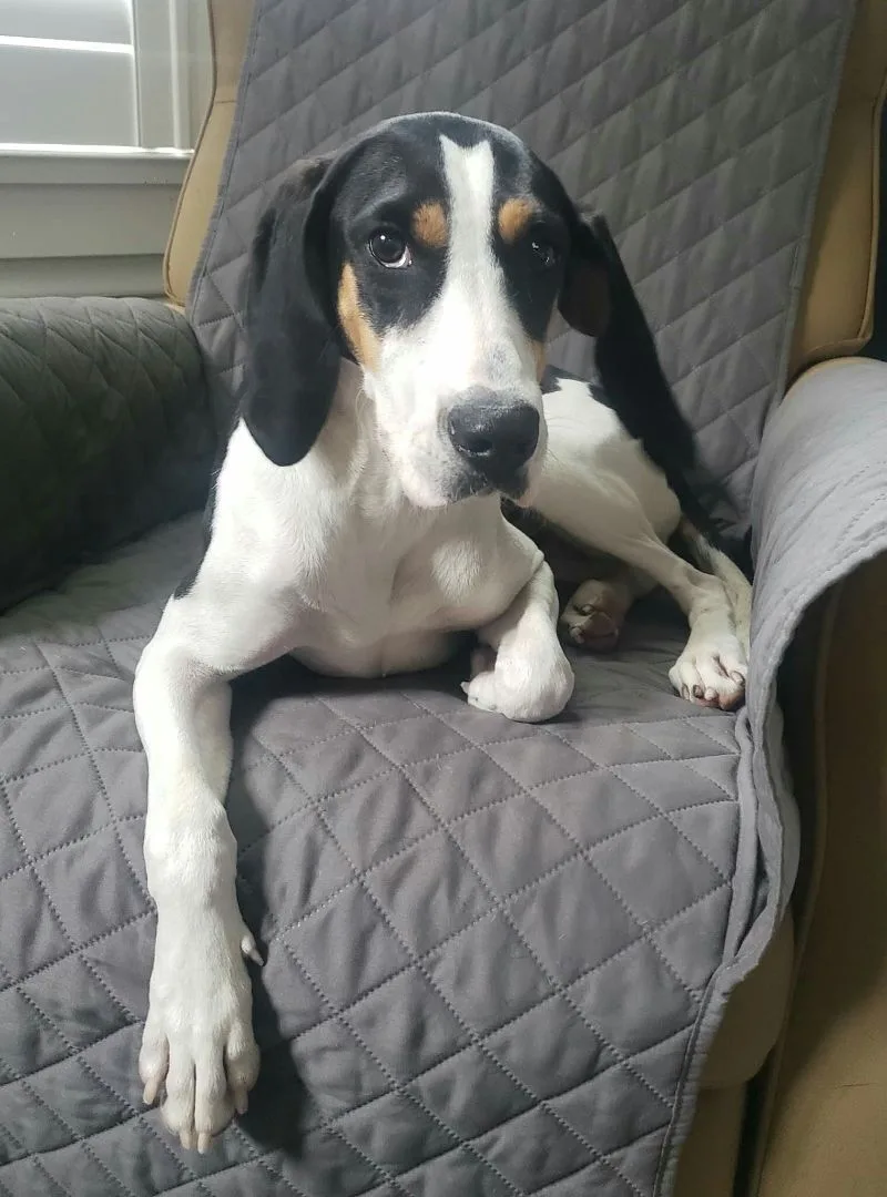 Brittany thumbnail 3