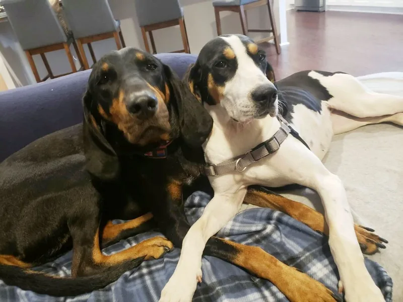 Brittany thumbnail 4