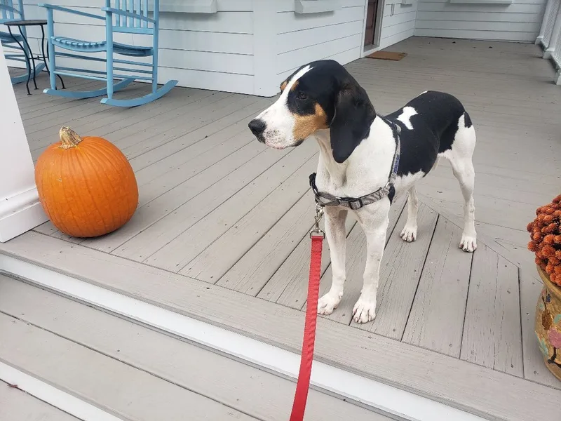 Brittany thumbnail 5