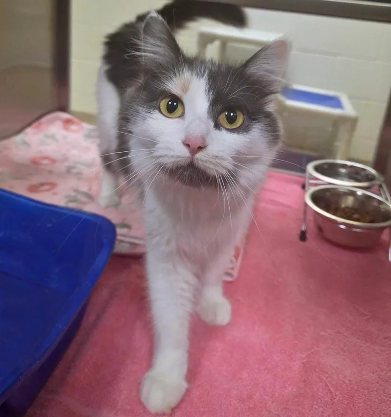 An adult medium-sized female Domestic Long Hair cat named Cosette for adoption in Plover, WI