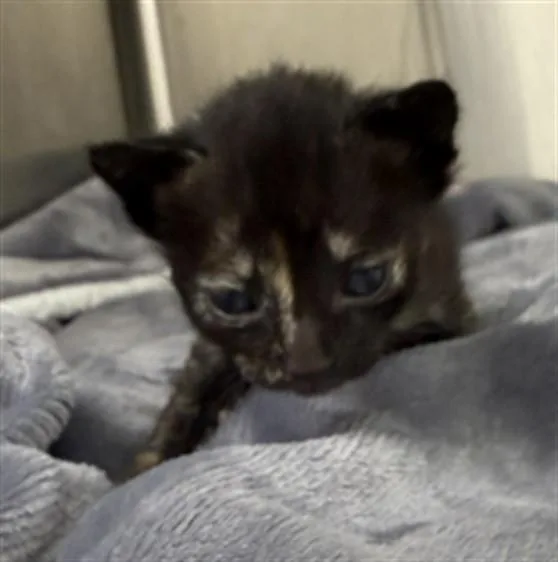 A baby small-sized female Domestic Short Hair cat named Ivysaur for adoption in Rosenberg, TX