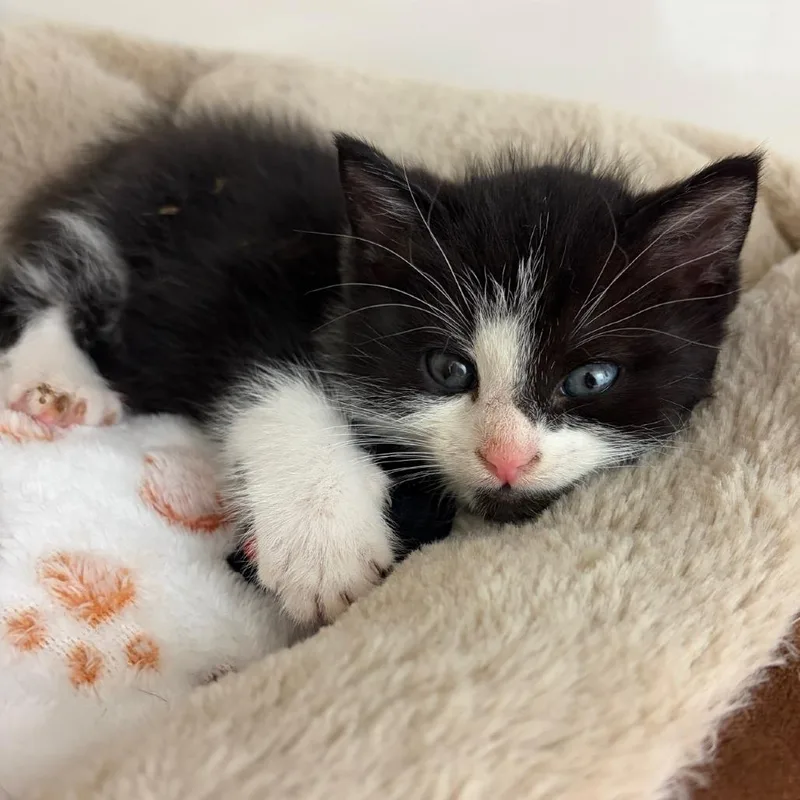 A baby small-sized male Black Domestic Short Hair cat named Rascal for adoption in Greensboro, GA