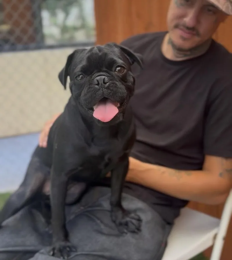 A young medium-sized male Black Pug dog named Crow for adoption in ventura, CA
