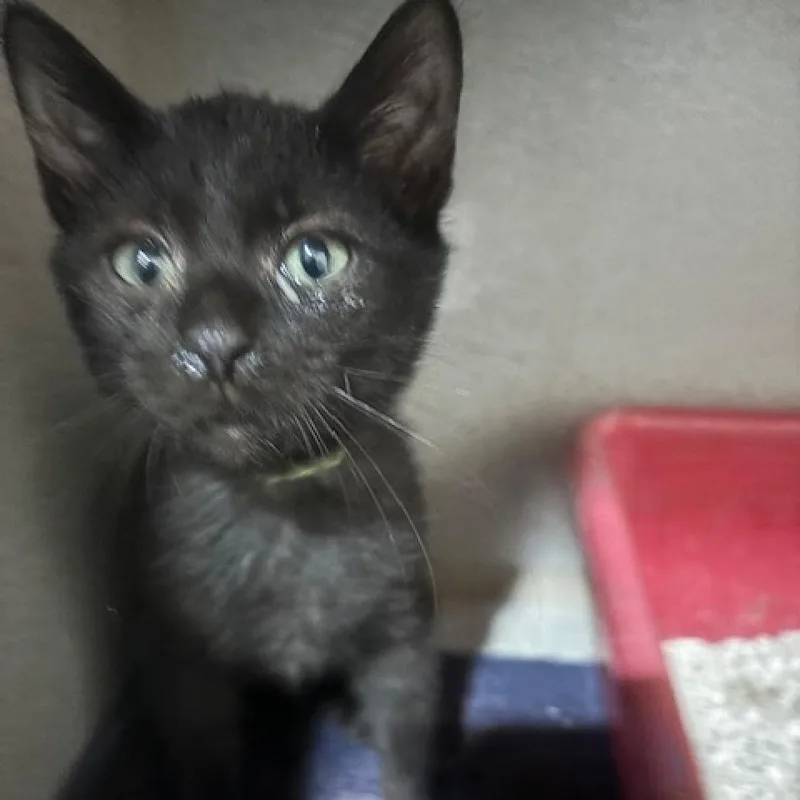 An adult large-sized male Domestic Short Hair cat named Barbados for adoption in Cumming, GA