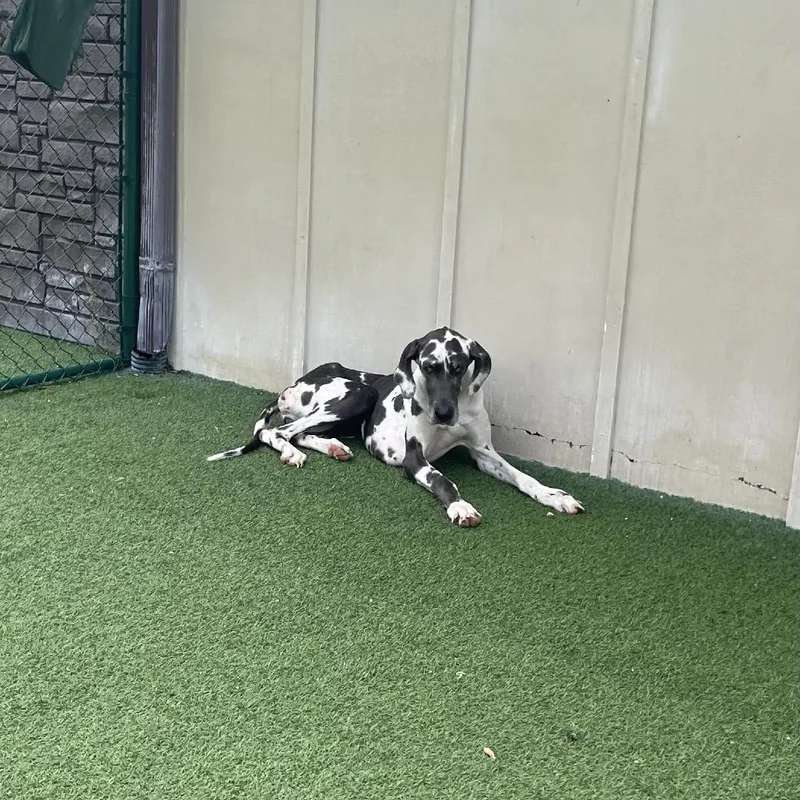 An adult large-sized female Gray / Blue / Silver Great Dane dog named Galaxy for adoption in LOXAHATCHEE, FL