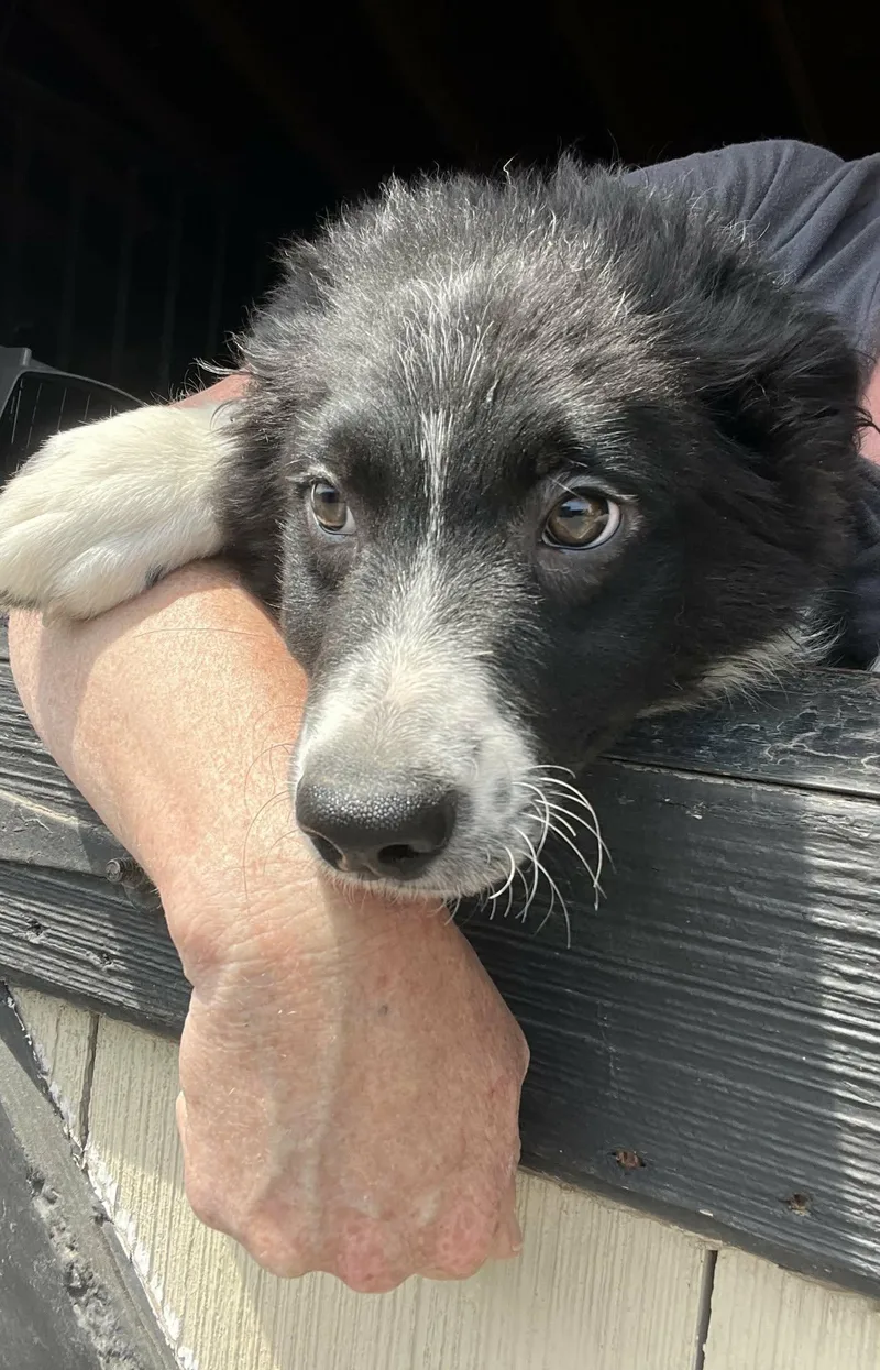 A baby medium-sized male Border Collie dog named Edamame for adoption in Havertown, PA