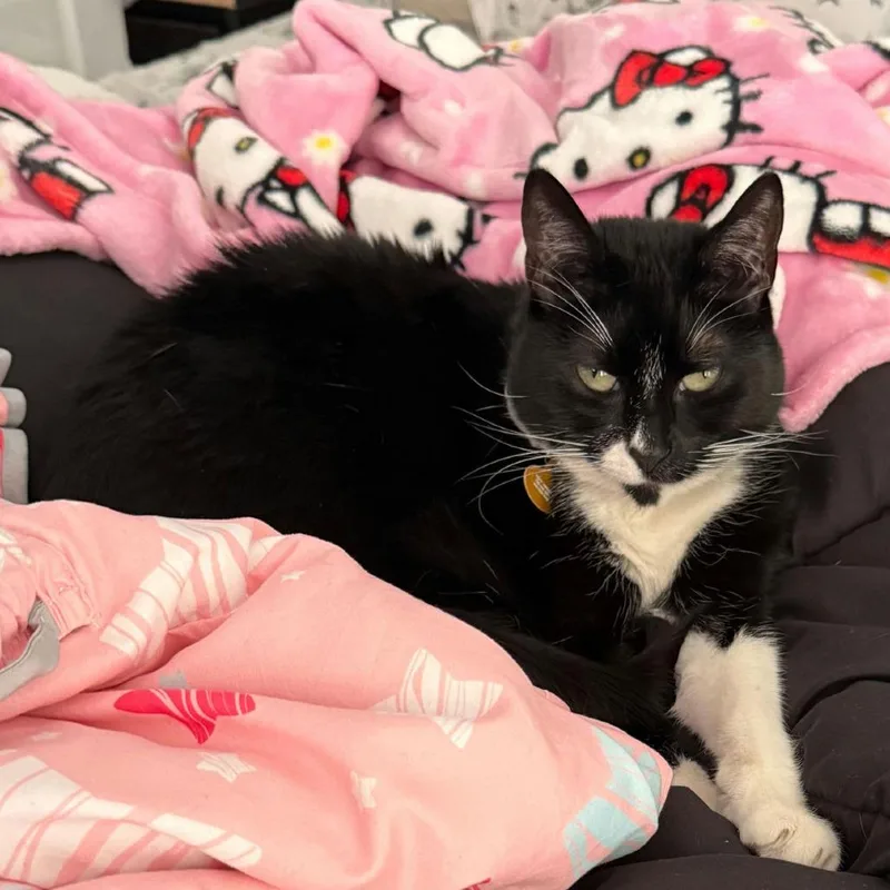 An adult small-sized male Black Domestic Short Hair cat named Mamu for adoption in Sunnyvale, CA