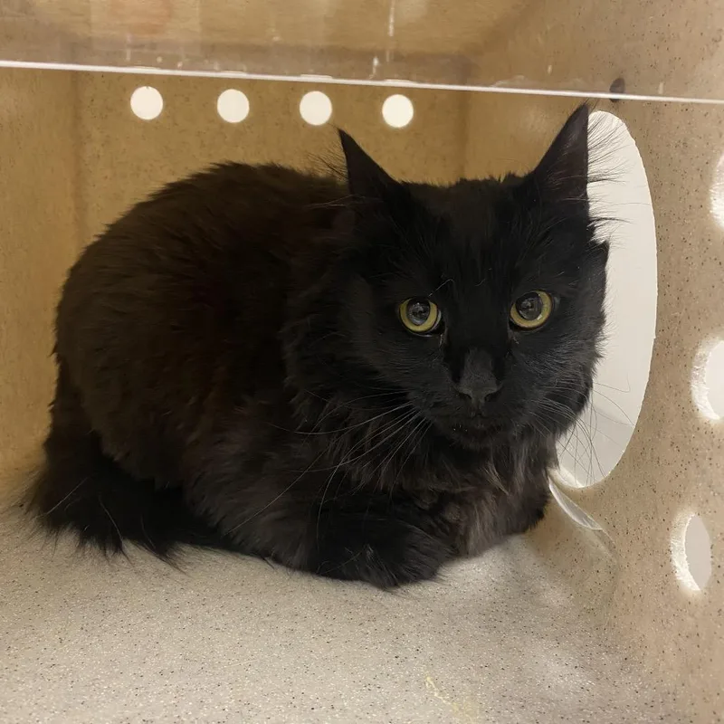 An adult large-sized female Domestic Long Hair cat named Belladonna for adoption in Reno, NV