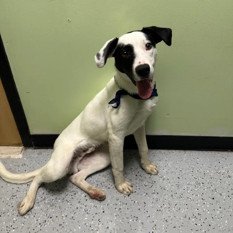 A baby medium-sized male Border Collie dog named Holstein for adoption in Logan, UT