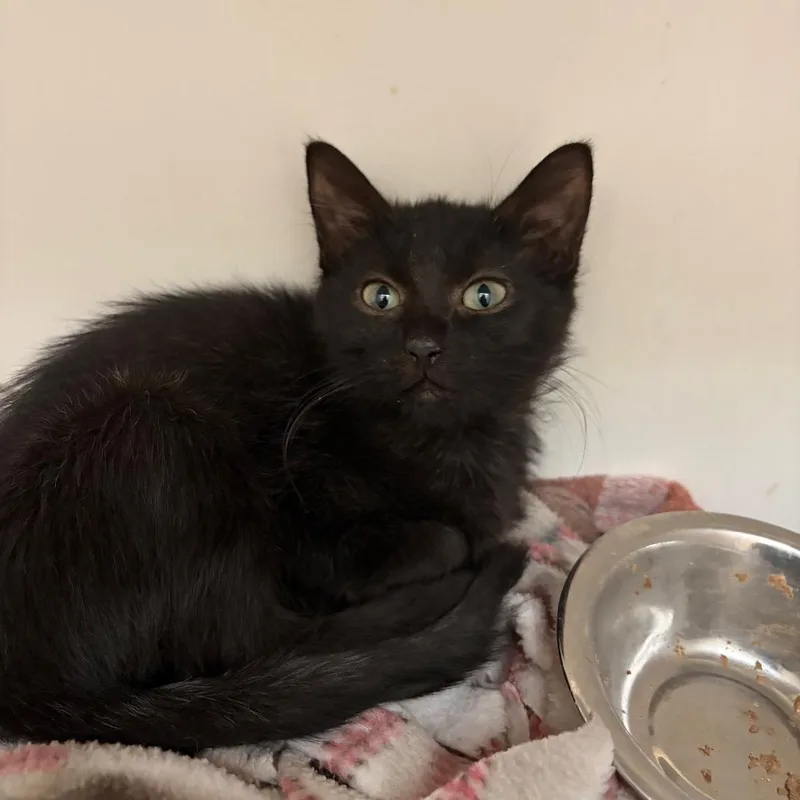 A baby small-sized female Black Domestic Short Hair cat named Nyxie for adoption in Council Bluffs, IA