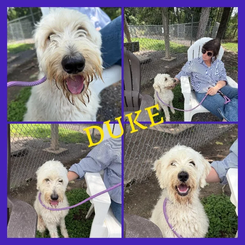 Duke thumbnail 2