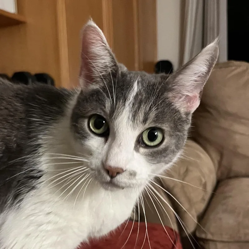 An adult large-sized female Gray / Blue / Silver Domestic Short Hair cat named Betsy for adoption in San Diego, CA