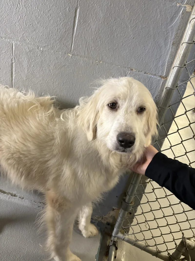 A young large-sized female Yellow / Tan / Blond / Fawn Great Pyrenees dog named Erling for adoption in Ashland, VA