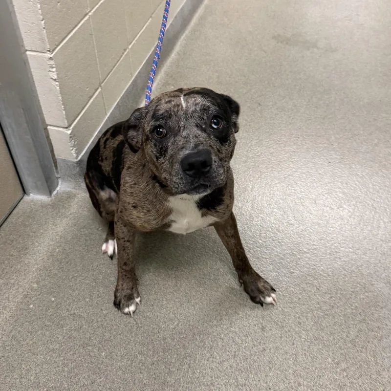 A young medium-sized female Mixed Breed dog named Olive for adoption in Kearney, NE