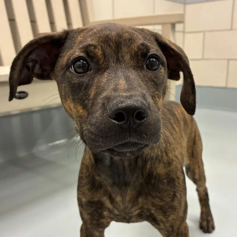 A baby small-sized female Black Mouth Cur dog named Hazel for adoption in Beaumont, TX