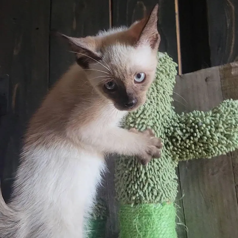 Bamboo thumbnail 4
