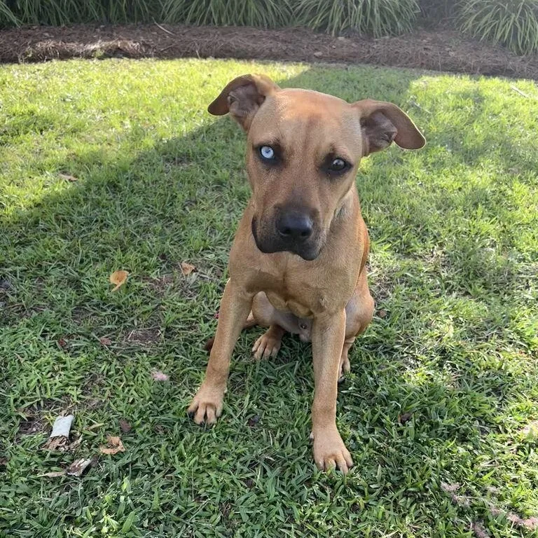 A young medium-sized male Red / Chestnut / Orange Bulldog dog named Steve for adoption in Valdosta, GA