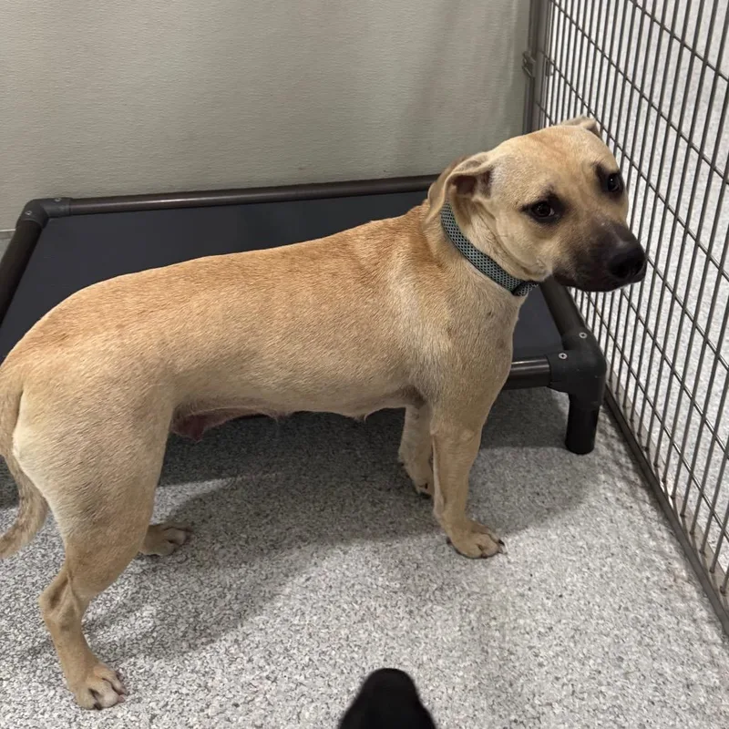 An adult medium-sized female Yellow / Tan / Blond / Fawn Mixed Breed dog named Ducky for adoption in Pineville, MO
