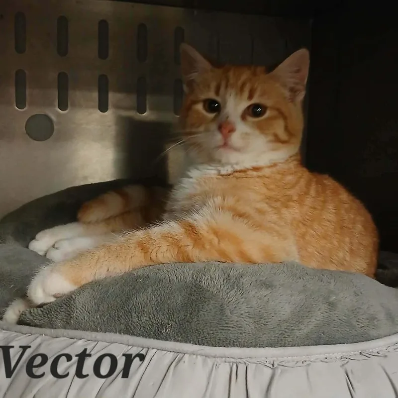 A young small-sized male Orange / Red Domestic Short Hair cat named Vector for adoption in Richmond, IN