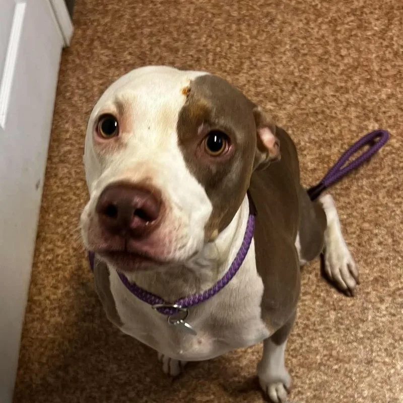 An adult large-sized male Pit Bull Terrier dog named Blue for adoption in Harrisville, WV